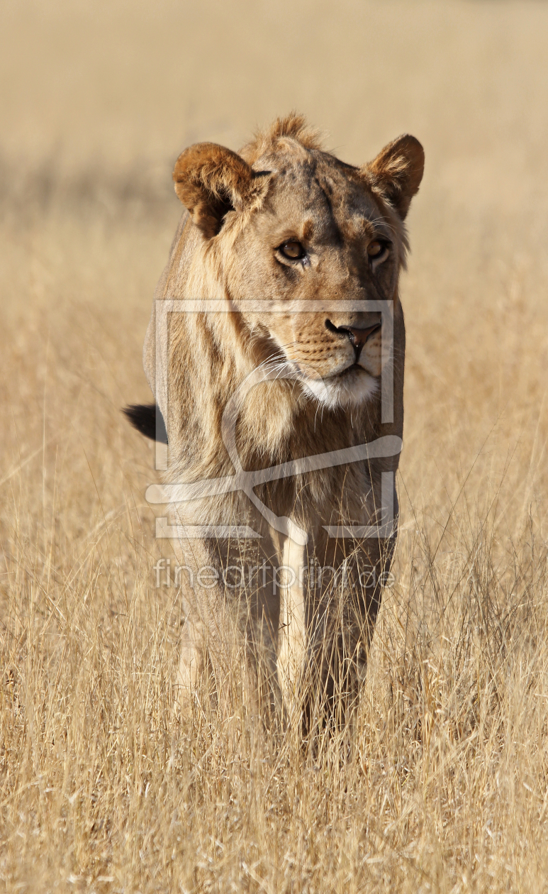 Bild-Nr.: 10597611 Löwe in Botswana erstellt von Manuel Schulz