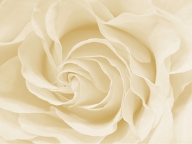 White Rose /9965778