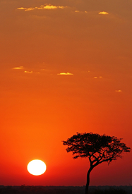 African Sunset/10566134
