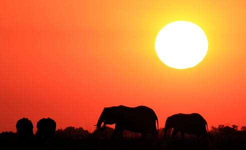 Bild-Nr: 10993556 African Sunset Erstellt von: Manuel Schulz